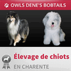 ELEVAGE DE BOBTAILS ET COLLEY OWLS DENE'S