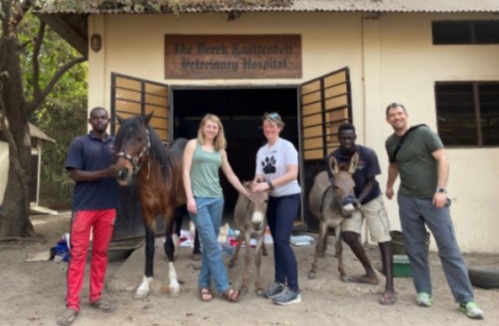 IMV imaging Clinical team visit the Gambian Horse and Donkey