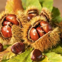 The flavor of the moment: Chestnut