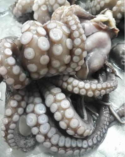 Octopus Vulgaris / Pulpo / Poulpe